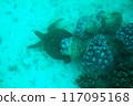Coral reefs and turtles in Kabira Bay 117095168