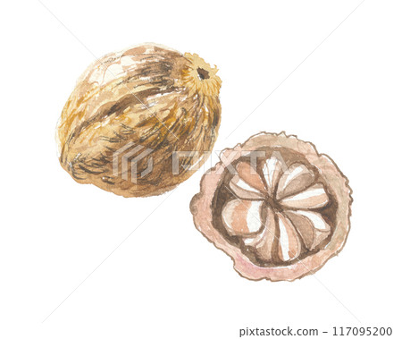 巴西堅果畫水彩 117095200