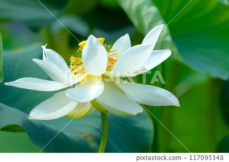 蓮花 蓮花 117095348