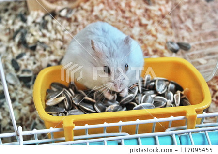 Hamster eating sunflower seeds Hamster eating sunflower seeds 117095455