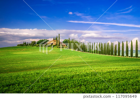 Tuscany, Italy. Tranquil typical Tuscan landscape in countryside, cypress trees. Tuscany, Italy. Tranquil typical Tuscan landscape in countryside, cypress trees. 117095649