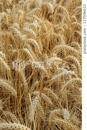 Golden Cereal field with ears of rye, Agriculture farm and farming concept Golden Cereal field with ears of rye, Agriculture farm and farming concept 117096033