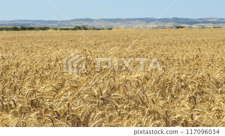 Golden cereal field with ears of rye or wheat, Grain field before harvest Golden cereal field with ears of rye or wheat, Grain field before harvest 117096034