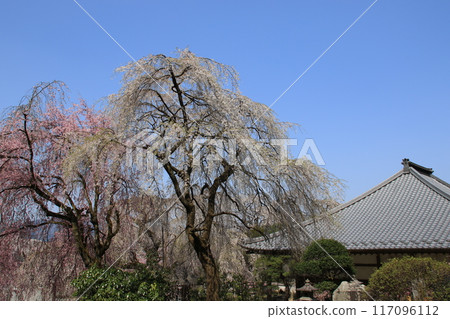 Weeping cherry blossoms at Seiunji Temple in Chichibu, Saitama Prefecture 117096112