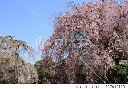 埼玉縣秩父市青雲寺的垂枝櫻花 埼玉縣秩父市青雲寺的垂枝櫻花 117096113