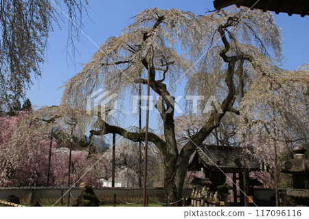 Weeping cherry blossoms at Seiunji Temple in Chichibu, Saitama Prefecture 117096116