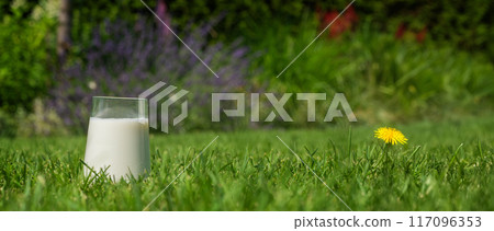 A glass of milk on a green lawn in the backyard, providing a serene and refreshing view. A glass of milk on a green lawn in the backyard, providing a serene and refreshing view. 117096353