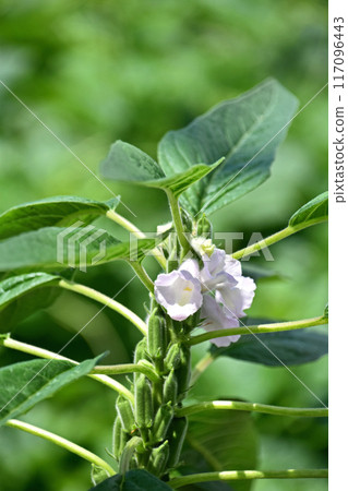 Sesame flower and fruit Sesame flower and fruit 117096443