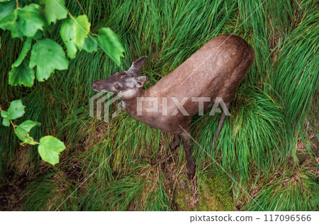 The Siberian musk deer (Moschus moschiferus) walking in the Far east of russia The Siberian musk deer (Moschus moschiferus) walking in the Far east of russia 117096566