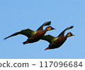 斑嘴鴨在藍天飛翔 117096684