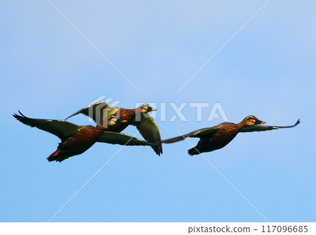 斑嘴鴨在藍天飛翔 117096685