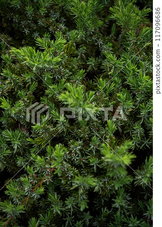 蕨類肥力 117096686