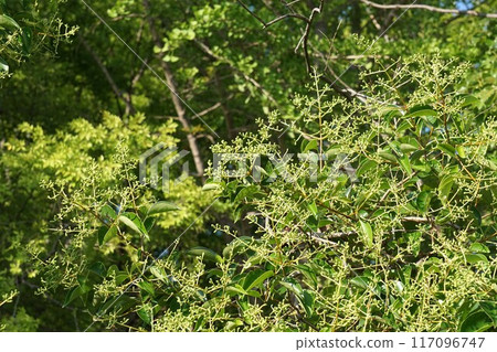 Small fruits of the Ligustrum moniliforme just after flowering 117096747