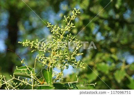 Small fruits of the Ligustrum moniliforme just after flowering Small fruits of the Ligustrum moniliforme just after flowering 117096751