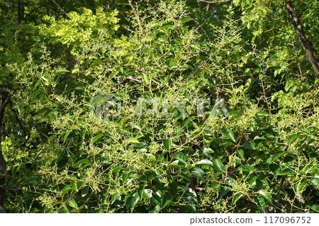Small fruits of the Ligustrum moniliforme just after flowering 117096752