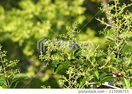 開花後立即結出小果實的「Tonezimochi」的果實 117096755