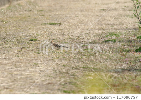 年輕女孩 117096757