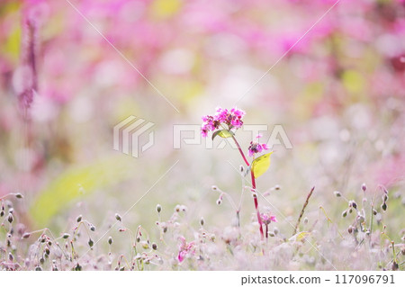 Red flower flowers Red flower flowers 117096791