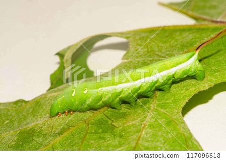 Larval of the sparrow 117096818