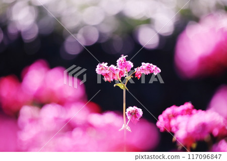 紅色的花朵 紅色的花朵 117096847
