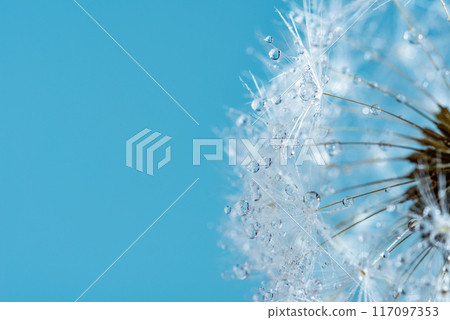 Macro nature abstract background. Beautiful dew drops on dandelion seed macro. soft background. Water drops on parachutes dandelion. Copy space. soft selective focus on water droplets. circular shape Macro nature abstract background. Beautiful dew drops on dandelion seed macro. soft background. Water drops on parachutes dandelion. Copy space. soft selective focus on water droplets. circular shape 117097353