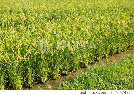 <<Summer rice field>> Lush ears of rice <<Summer rice field>> Lush ears of rice 117097452