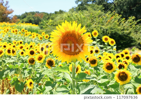 [Kagawa Prefecture] National Sanuki Manno Park in Summer (Sunflower Field) 117097636