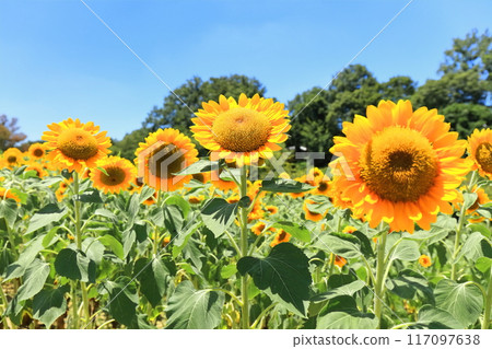 [香川縣] 夏天的國立贊岐萬野公園（向日葵田） 117097638