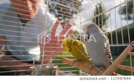 A man interacts with two budgerigars perched inside their cage on a backyard lawn, creating a heartwarming scene. A man interacts with two budgerigars perched inside their cage on a backyard lawn, creating a heartwarming scene. 117097644