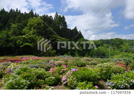 位於茨城縣北茨城市花川町的北茨城繡球林內,一簇簇色彩繽紛的繡球花,是紫陽花名勝地茨城縣北茨城市花川町的紅豆田。 位於茨城縣北茨城市花川町的北茨城繡球林內,一簇簇色彩繽紛的繡球花,是紫陽花名勝地茨城縣北茨城市花川町的紅豆田。 117097856
