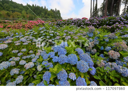 Azukibatake, Hanakawa-cho, Kitaibaraki City, Ibaraki Prefecture - A colorful cluster of hydrangeas at Kitaibaraki Hydrangea Forest, a famous hydrangea spot 117097860