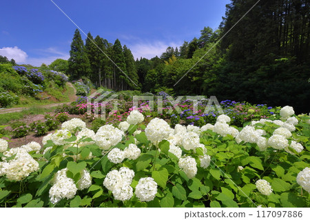 茨城縣北茨城市花川町紅豆田，紫陽花安娜貝爾和北茨城紫陽花林中色彩繽紛的紫陽花簇的名勝 117097886