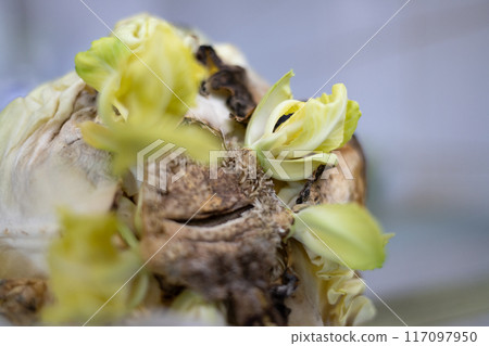 New sprouts are emerging from the or stalk of an old cabbage head 117097950
