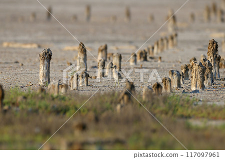 Chick Eurasian stone-curlew 117097961
