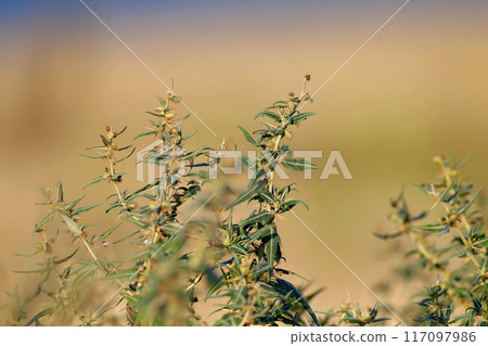 Xanthium spinosum 117097986