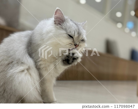 一隻坐著的貓的特寫鏡頭 一隻坐著的貓的特寫鏡頭 117098047