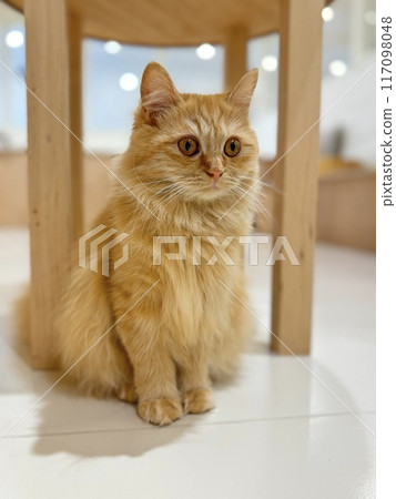 Close shot of a sitting cat 117098048