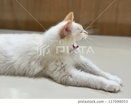 Close shot of a yawning cat 117098053