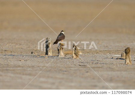 Eurasian hobby (Falco subbuteo) Eurasian hobby (Falco subbuteo) 117098074