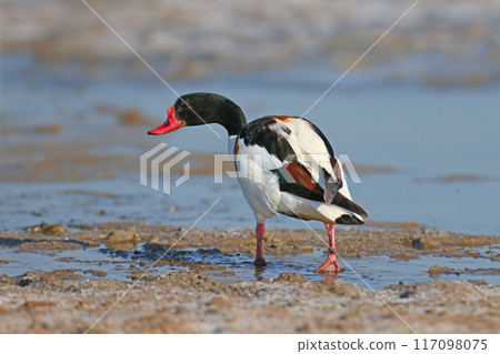 Male and female common shelduck Male and female common shelduck 117098075