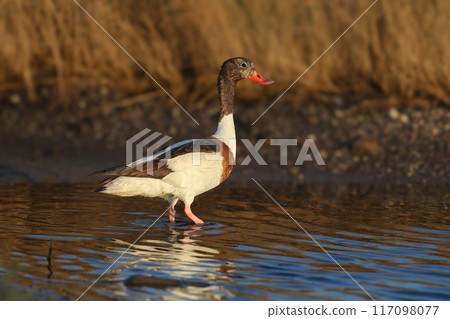 Young Shelduck Young Shelduck 117098077