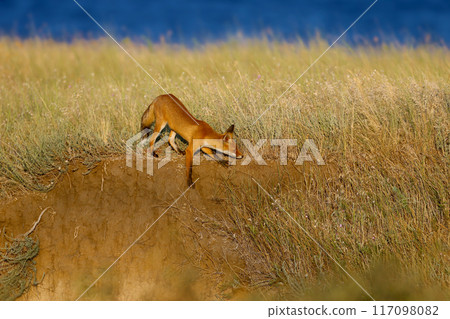 Adventures of red fox (Vulpes vulpes) 117098082