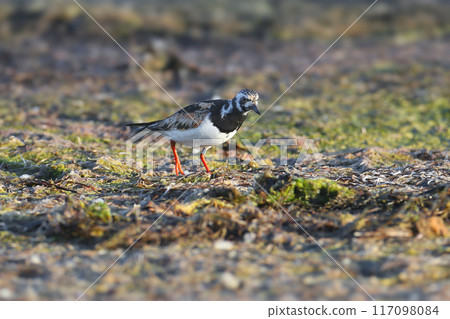 The ruddy turnstone (Arenaria interpres) The ruddy turnstone (Arenaria interpres) 117098084
