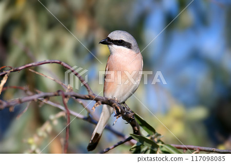 Male red-backed shrike (Lanius collurio) 117098085