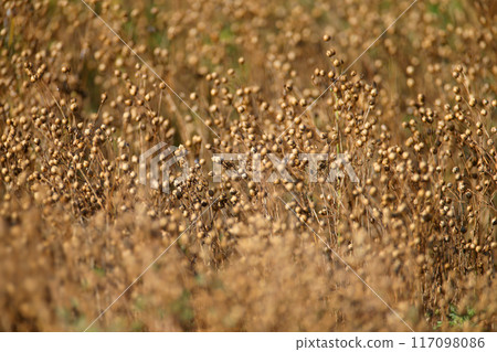 Linum (flax) 117098086
