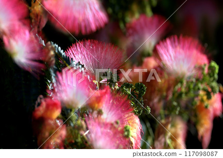 Albizia julibrissin, the Persian silk tree 117098087