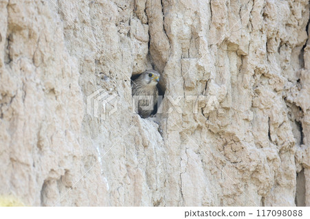 Female kestrel 117098088