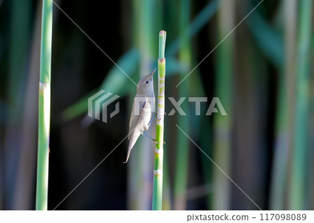 Juvenile common reed warbler (Acrocephalus scirpaceus) 117098089