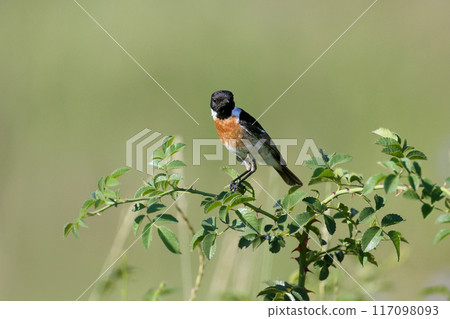 Various photos of male European stonechat (Saxicola rubicola) 117098093