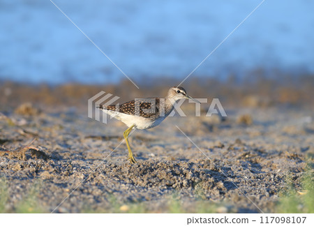 wood sandpiper (Tringa glareola) 117098107